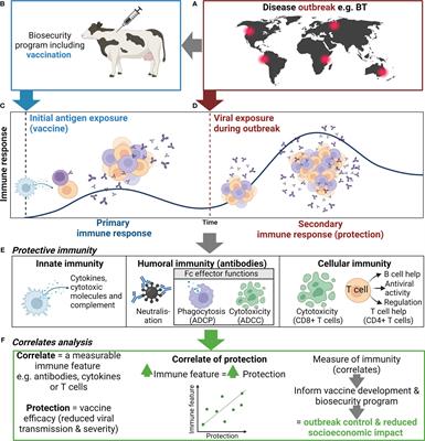 Defining correlates of protection for mammalian livestock vaccines against high-priority viral diseases